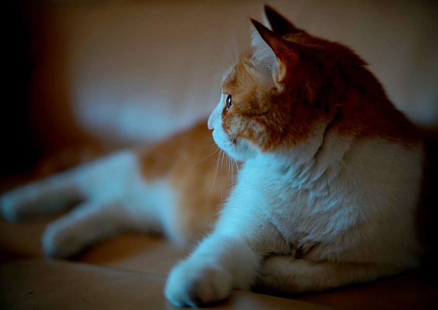 点击大图看下一张：阅兵前夜的大脸猫