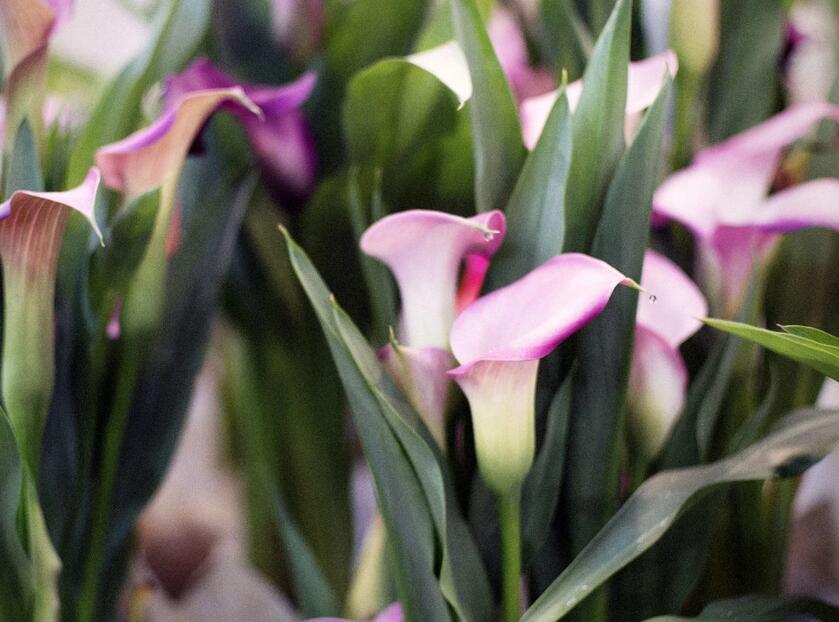 点击大图看下一张：粉红色马蹄莲图