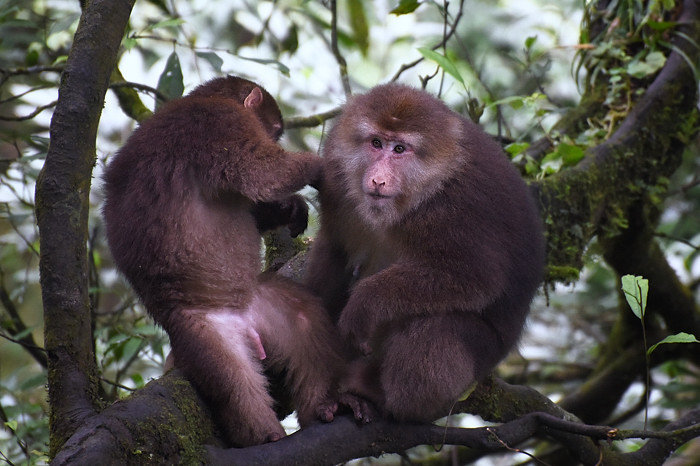 点击大图看下一张：峨眉山的猴子