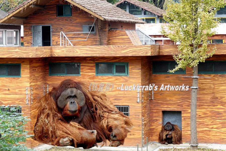 点击大图看下一张：红猩猩图片