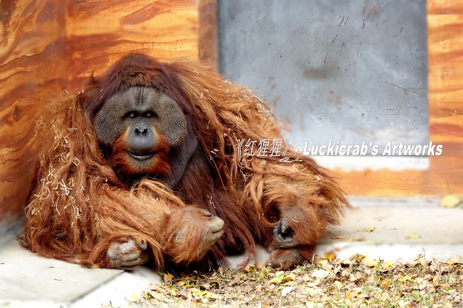 点击大图看下一张：红猩猩图片