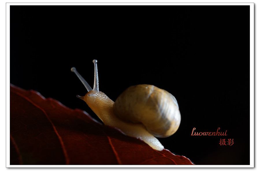 点击大图看下一张：小蜗牛大形象