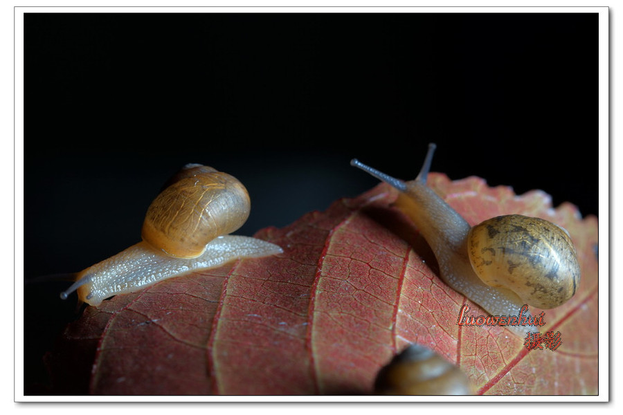 点击大图看下一张：小蜗牛大形象