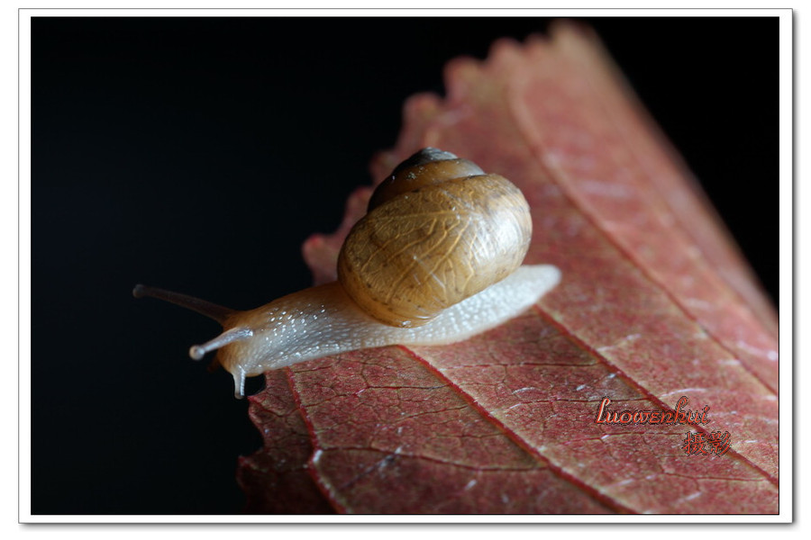 点击大图看下一张：小蜗牛大形象