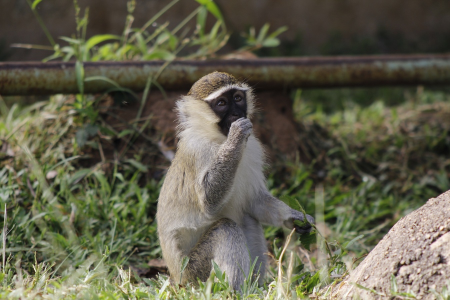 点击大图看下一张：幸福的小猴一家