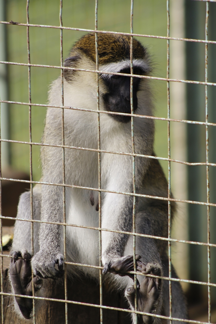 点击大图看下一张：幸福的小猴一家