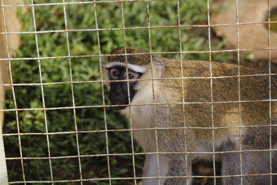 点击大图看下一张：幸福的小猴一家