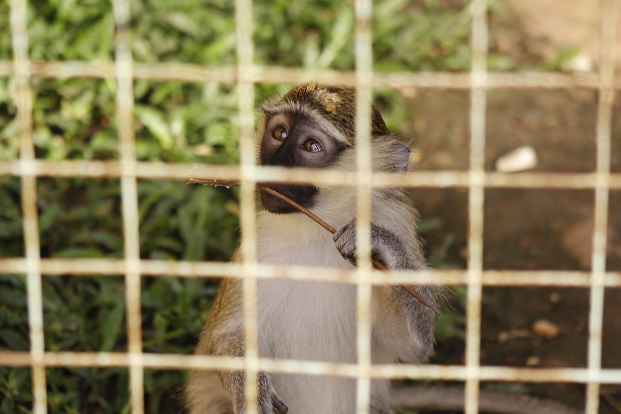 点击大图看下一张：幸福的小猴一家