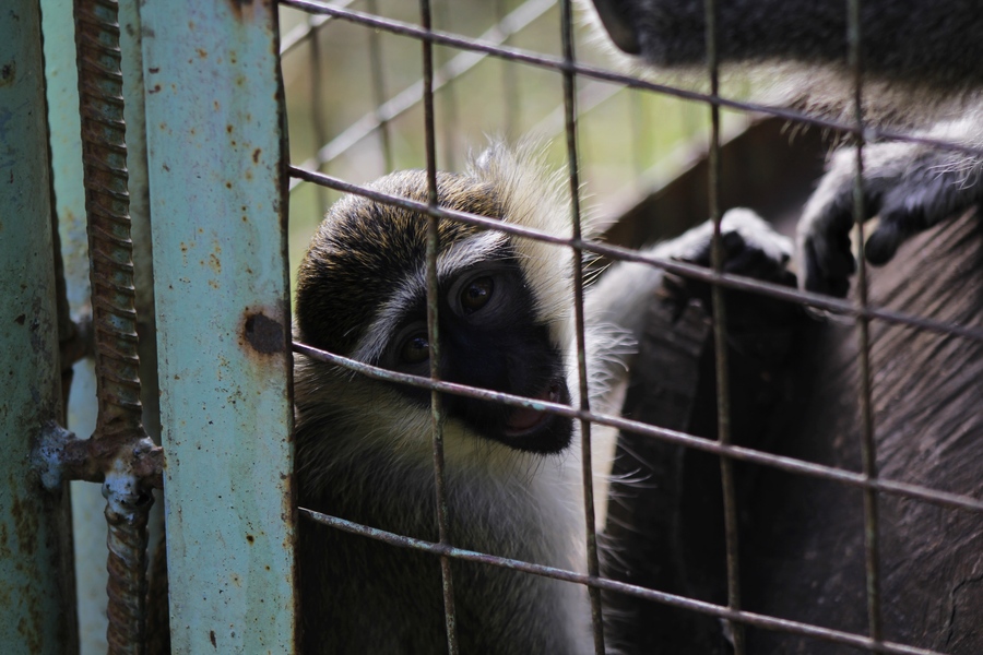 点击大图看下一张：幸福的小猴一家