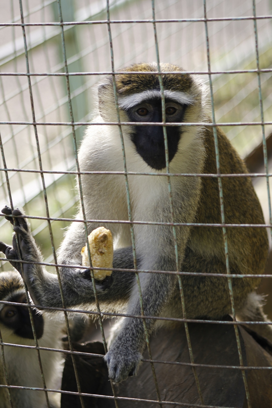 点击大图看下一张：幸福的小猴一家