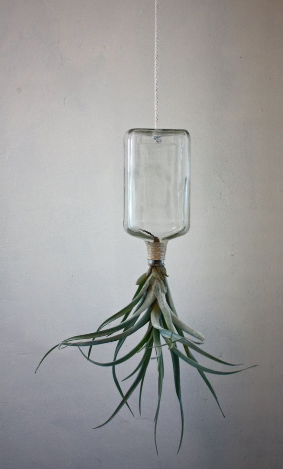 点击大图看下一张：创意空气铁兰凤梨花器