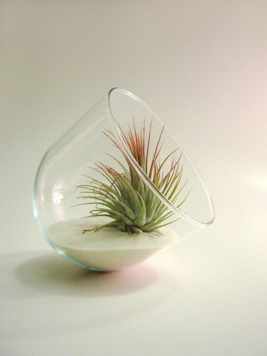 点击大图看下一张：创意空气铁兰凤梨花器