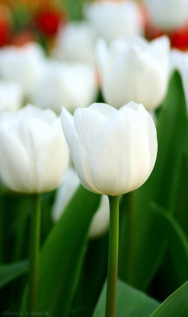 点击大图看下一张：高清白色郁金香图片