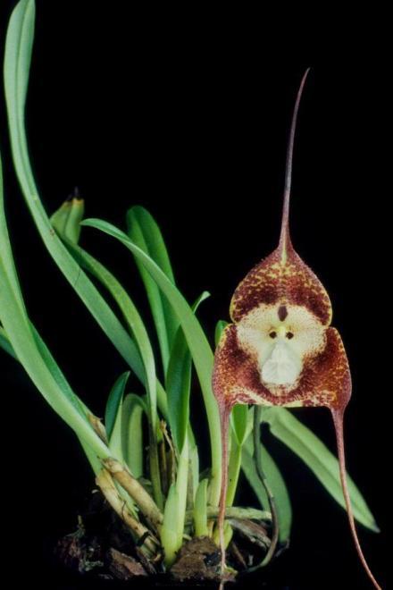 点击大图看下一张：怪异的猴脸兰花