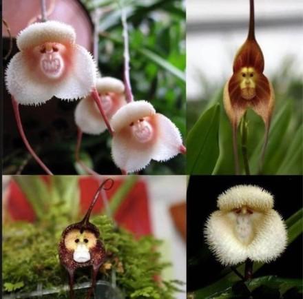 点击大图看下一张：怪异的猴脸兰花