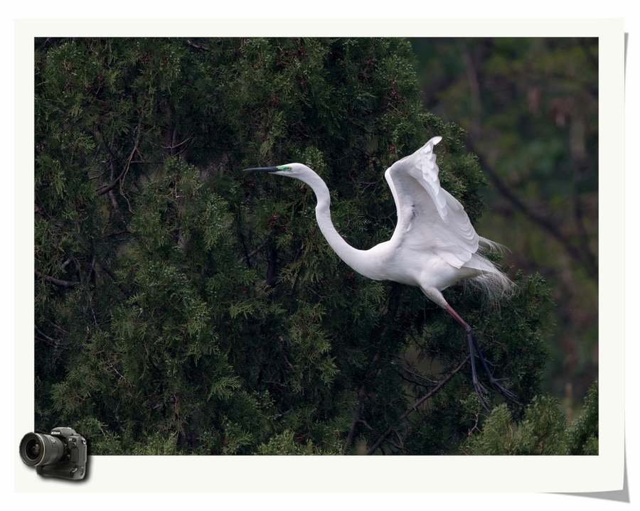 点击大图看下一张：白鹭的春天