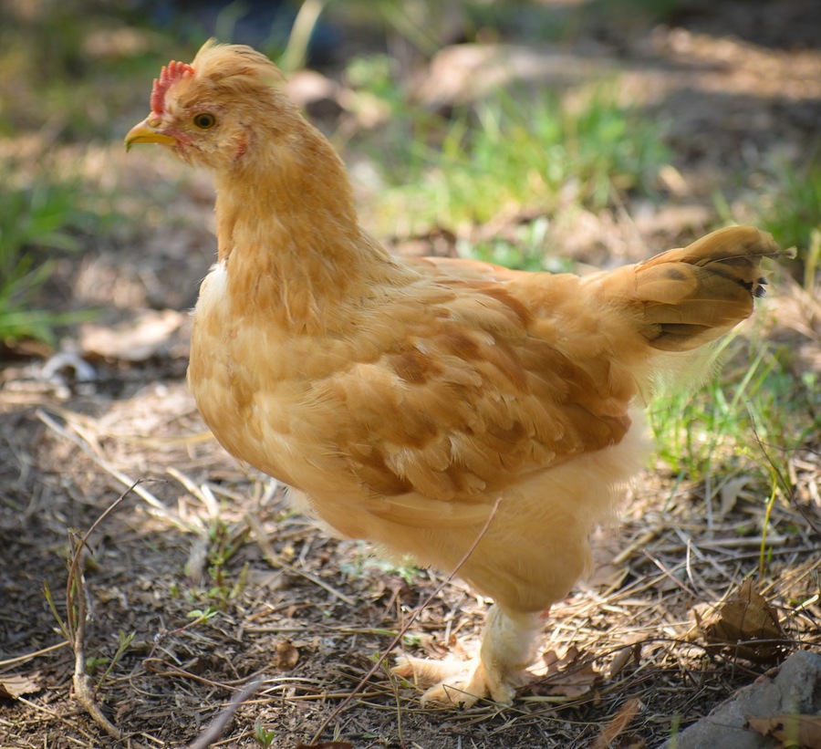 点击大图看下一张：宫廷黄鸡