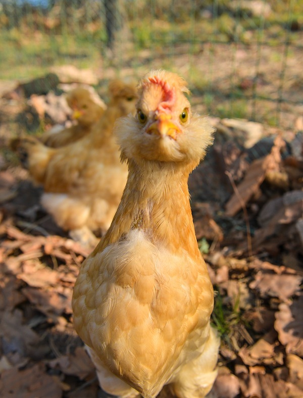 点击大图看下一张：宫廷黄鸡