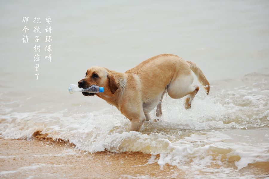 点击大图看下一张：海边的狗狗
