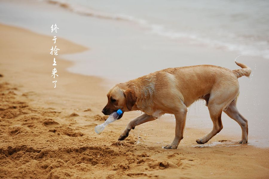 点击大图看下一张：海边的狗狗