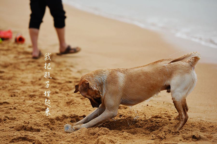 点击大图看下一张：海边的狗狗