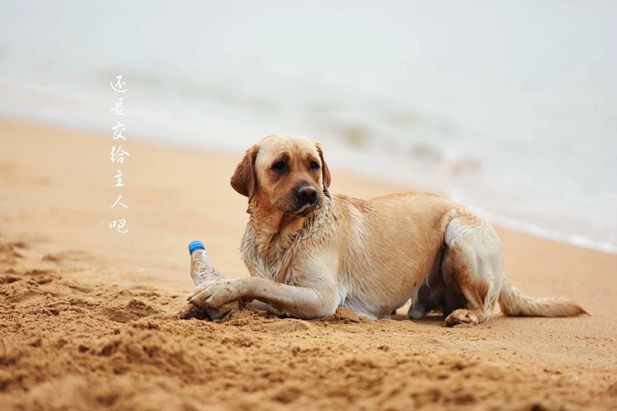 点击大图看下一张：海边的狗狗