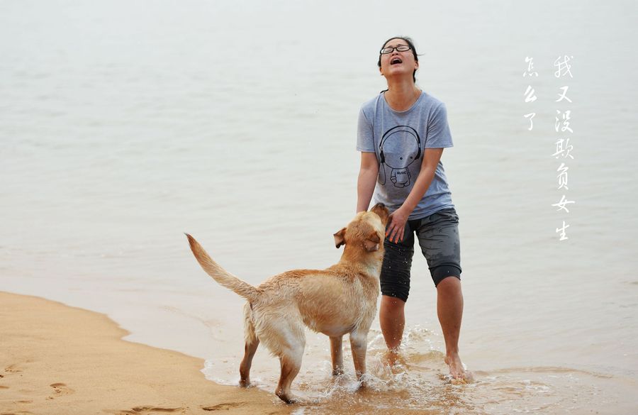 点击大图看下一张：海边的狗狗