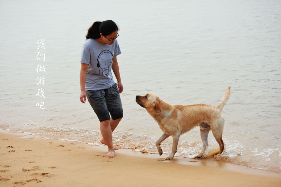 点击大图看下一张：海边的狗狗