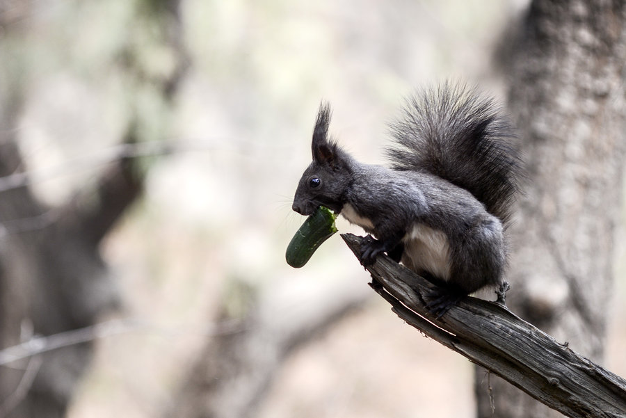 点击大图看下一张：树枝上的松鼠