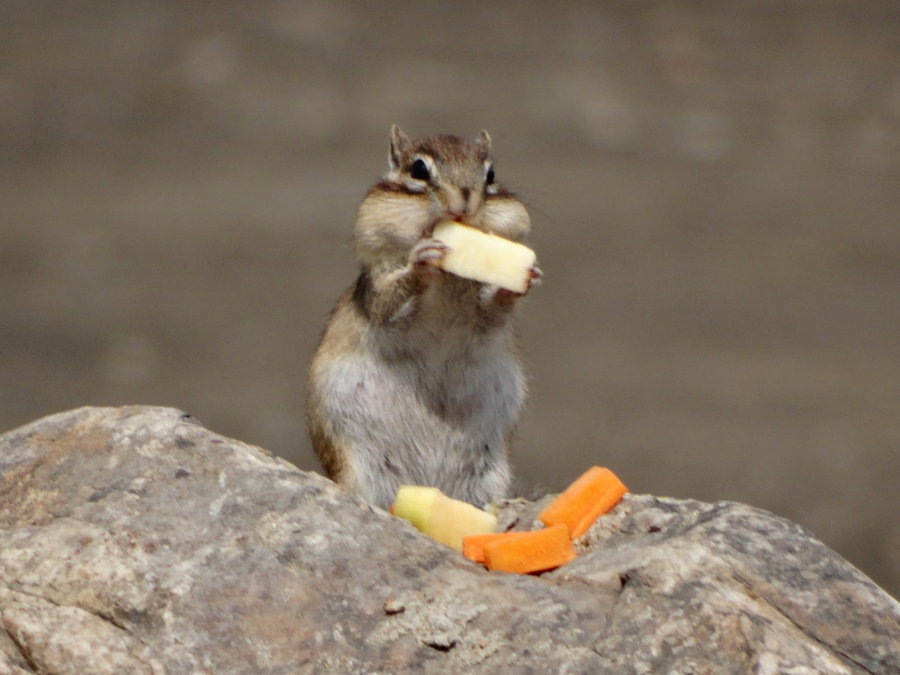 点击大图看下一张：松鼠吃鲜果