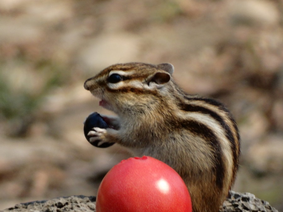 点击大图看下一张：松鼠吃鲜果