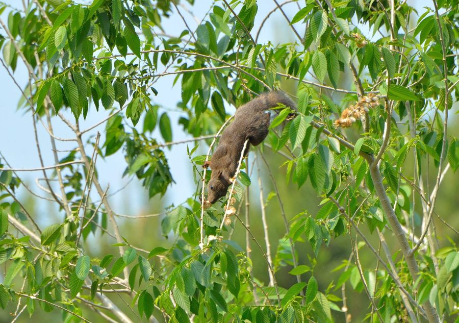 点击大图看下一张：松鼠吃榆树花