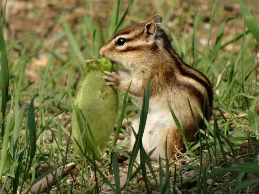 点击大图看下一张：小松鼠的幸福生活