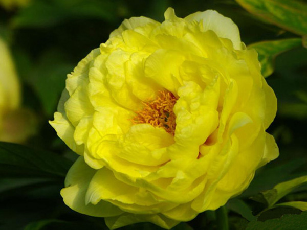 点击大图看下一张：不同颜色的高清牡丹花图集