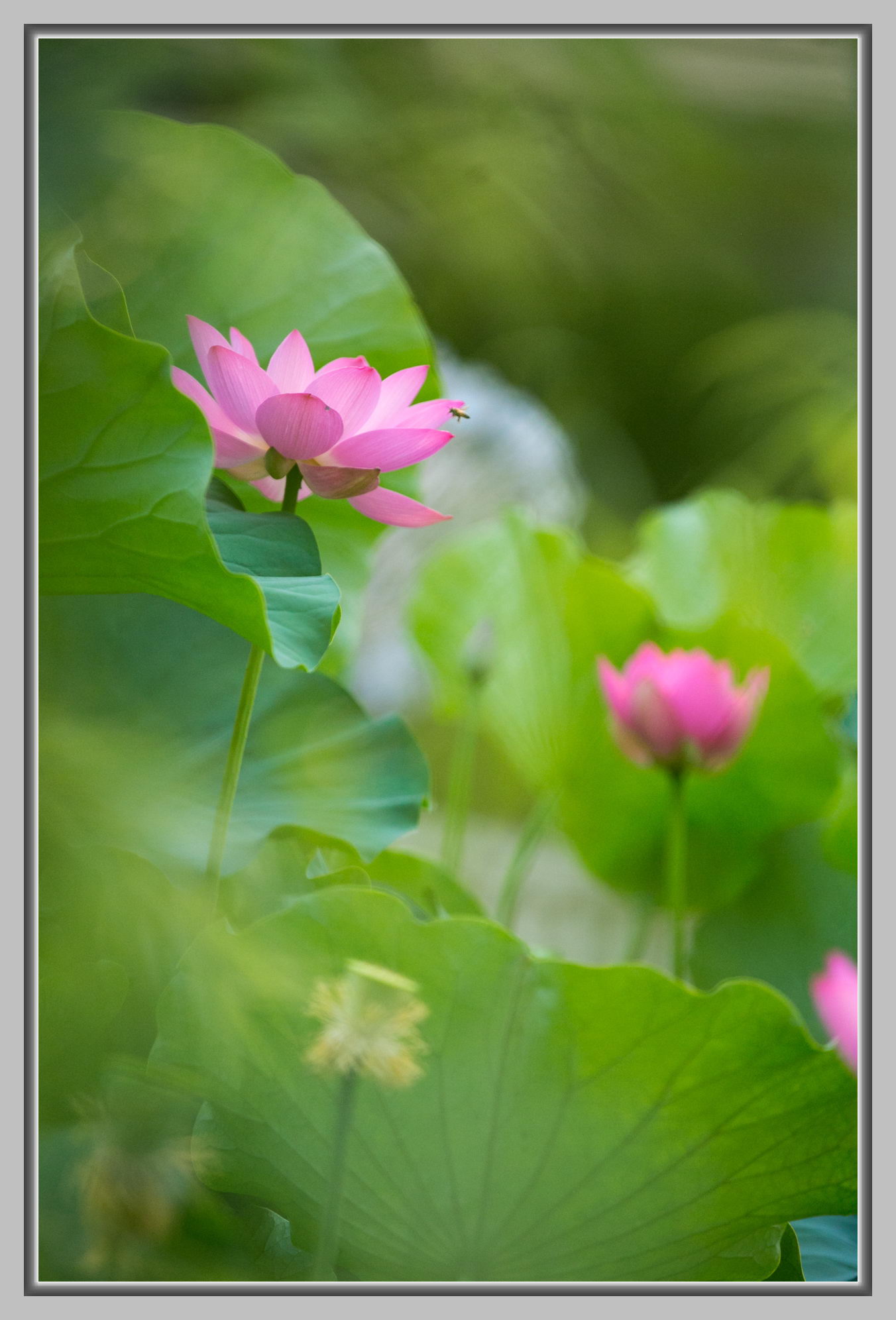 点击大图看下一张：粉红色的荷花图片