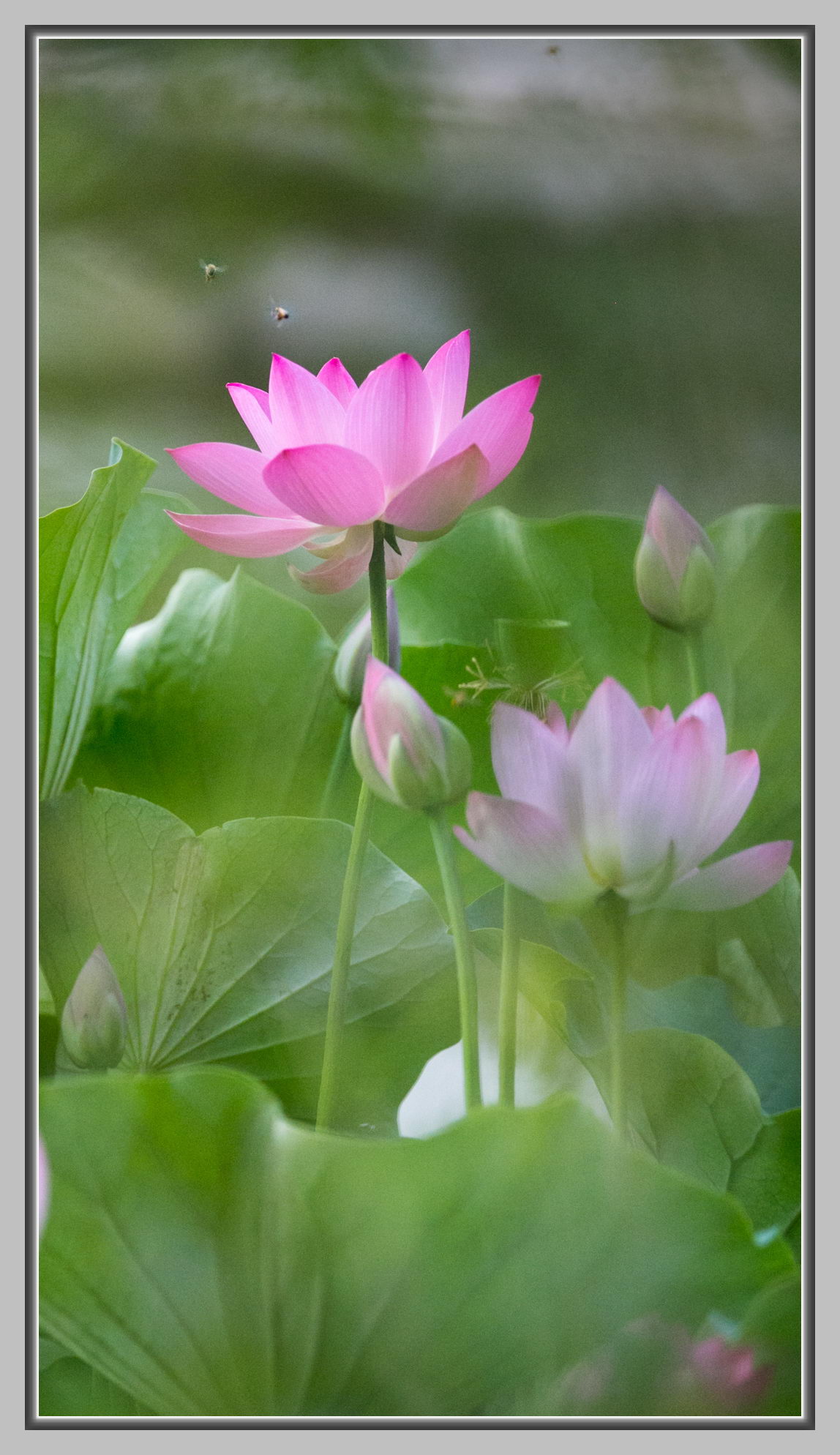 点击大图看下一张：粉红色的荷花图片