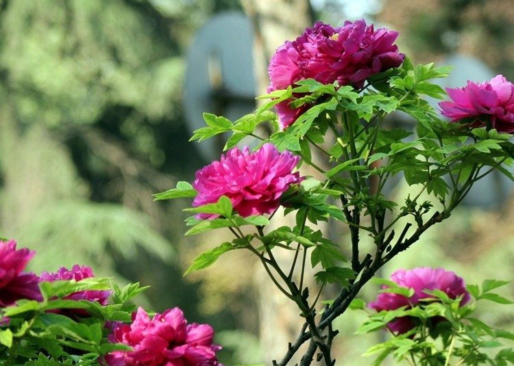 点击大图看下一张：花开富贵牡丹图片