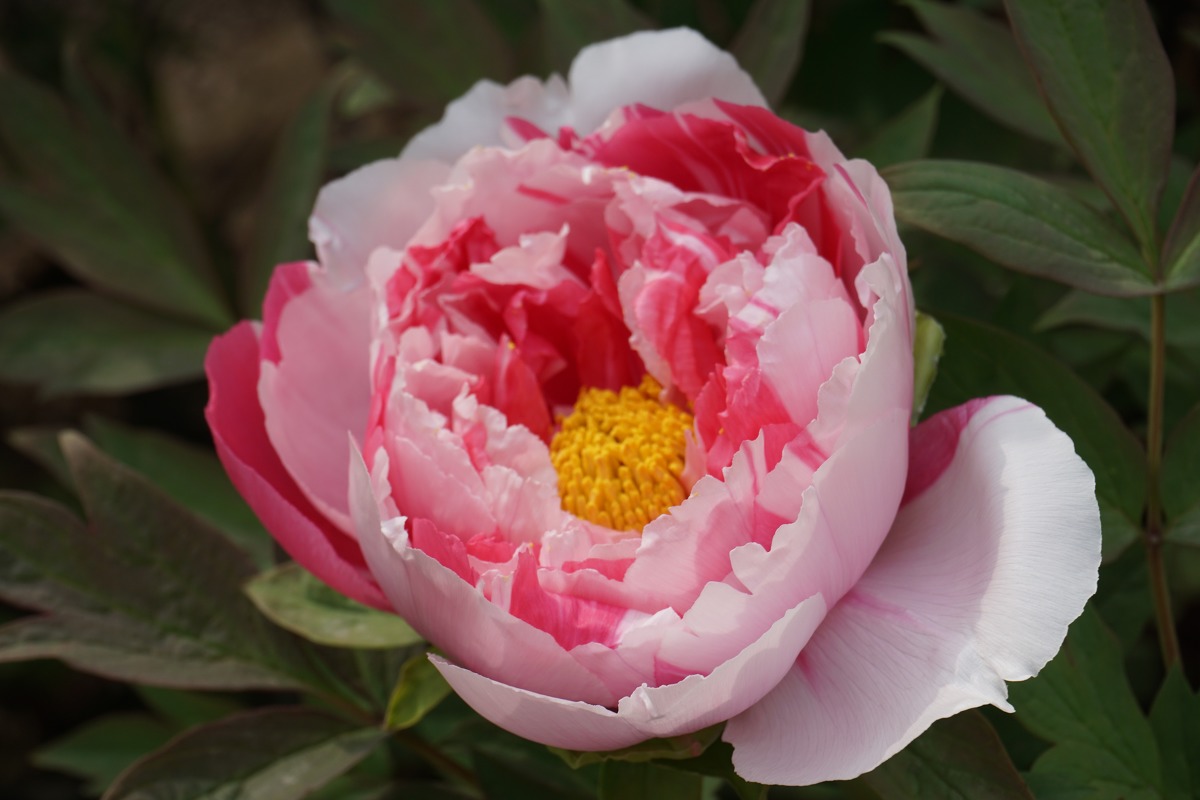 点击大图看下一张：即将绽放的牡丹花花苞