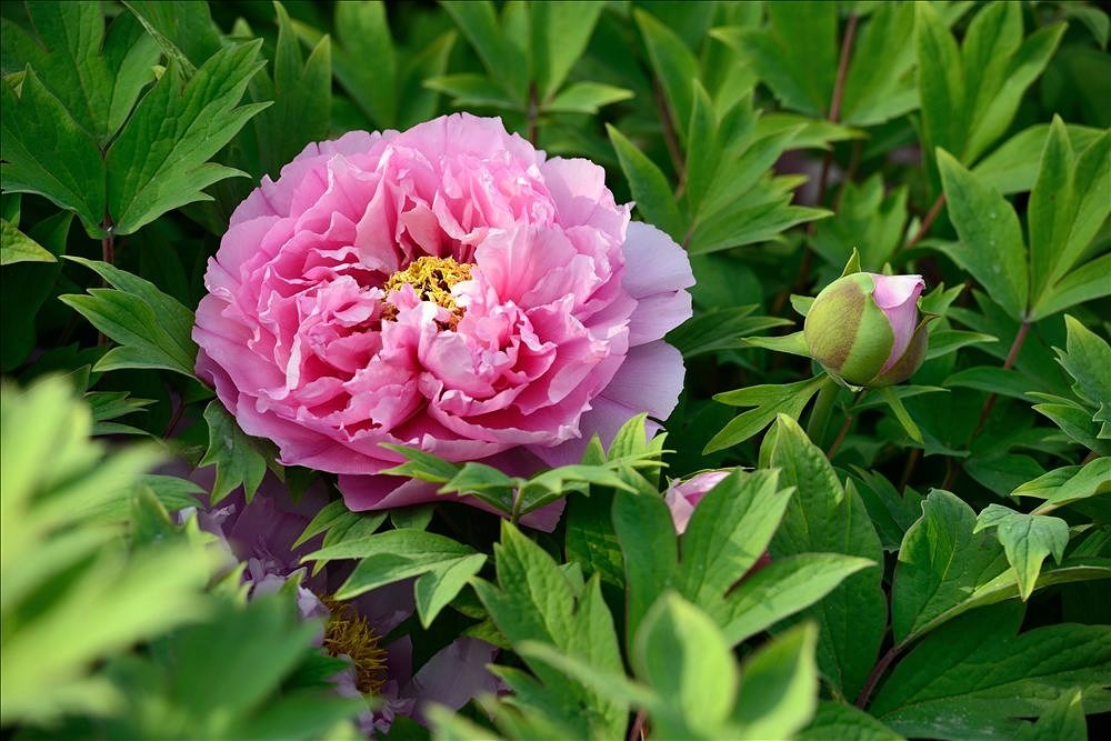 点击大图看下一张：牡丹花开图