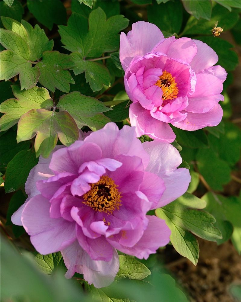 点击大图看下一张：牡丹花开图