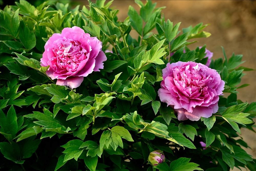 点击大图看下一张：牡丹花开图