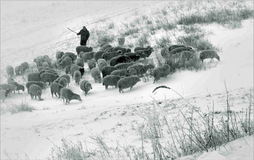 点击大图看下一张：群羊闹春