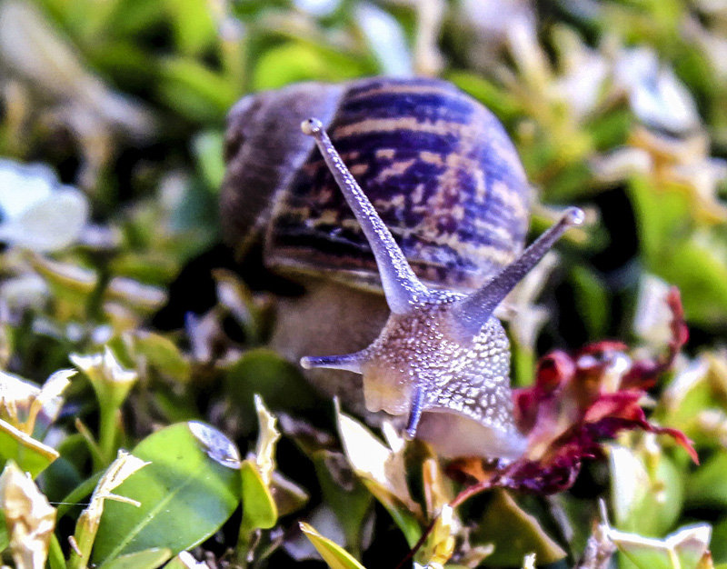 点击大图看下一张：蜗牛慢慢爬