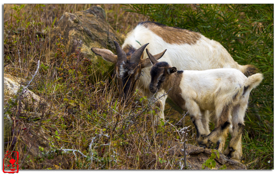 点击大图看下一张：羊羊得意