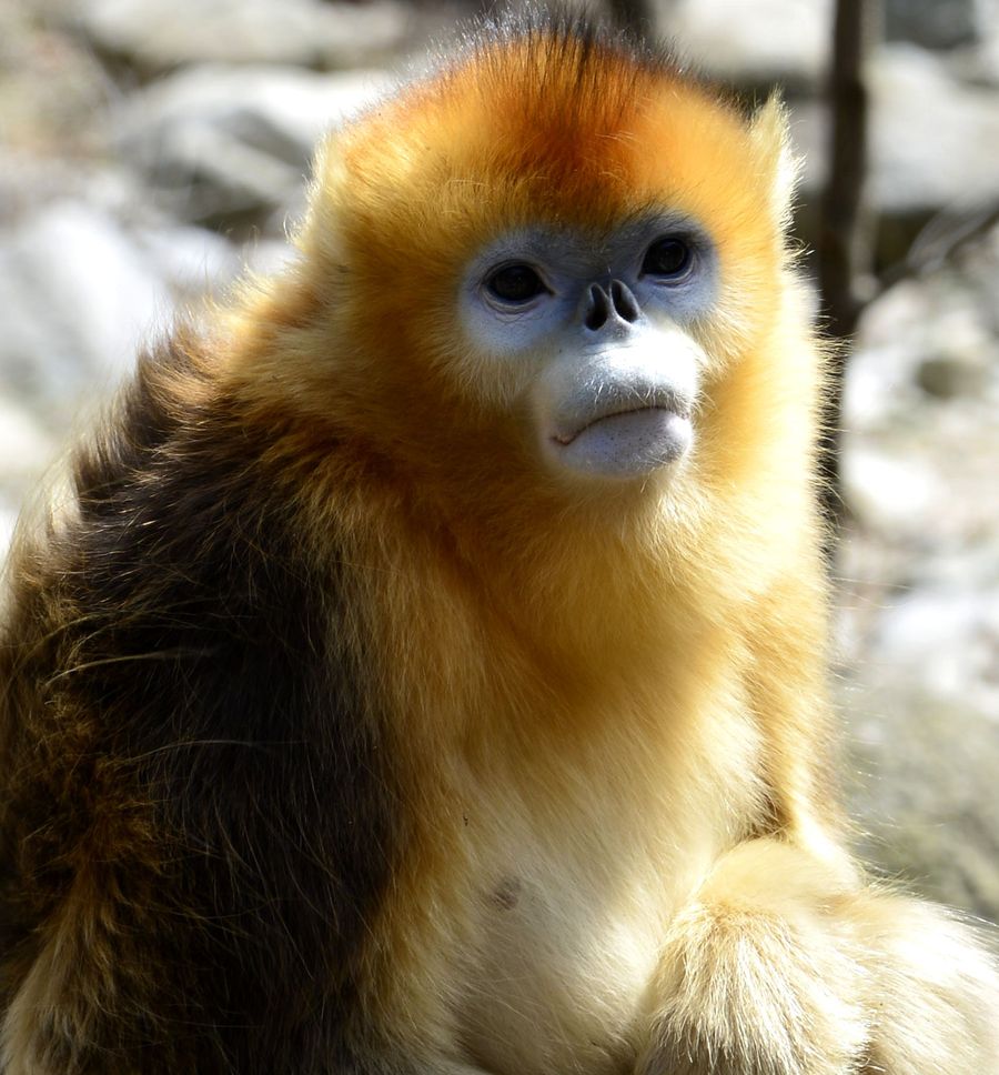 点击大图看下一张：珍贵的金丝猴