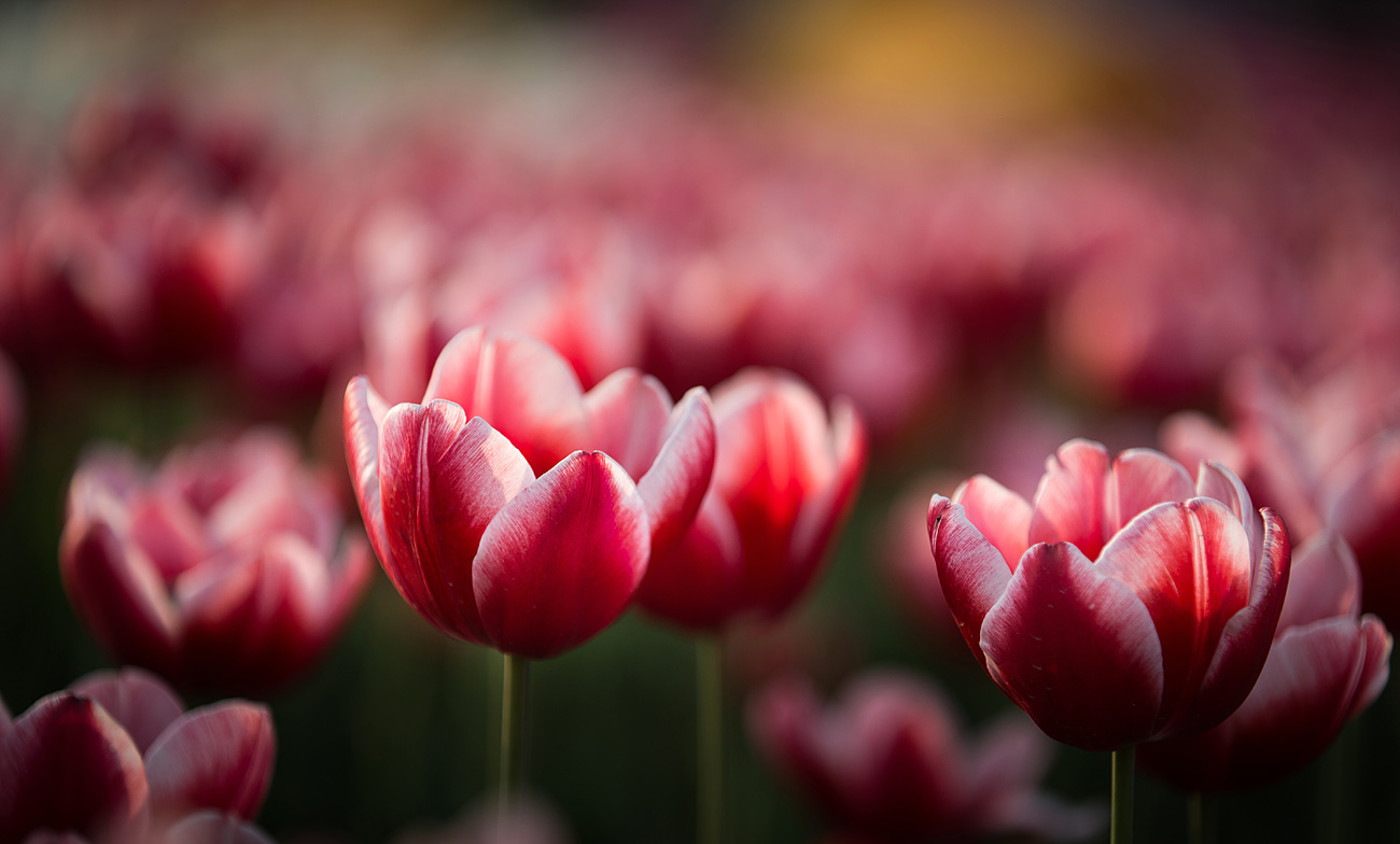 点击大图看下一张:含苞绽放的郁金香