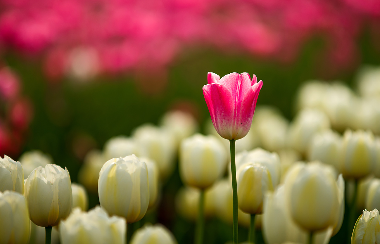 点击大图看下一张：含苞绽放的郁金香