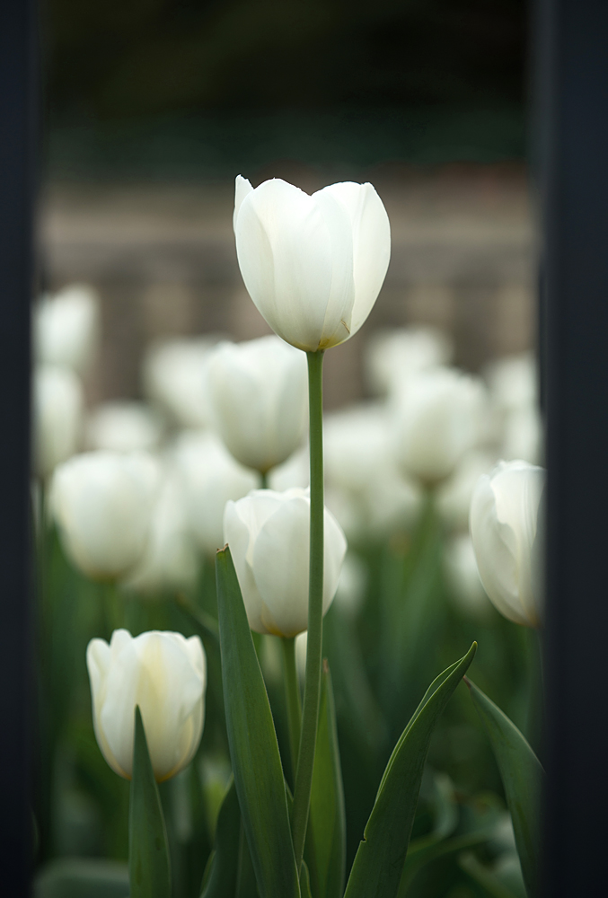 点击大图看下一张：含苞绽放的郁金香