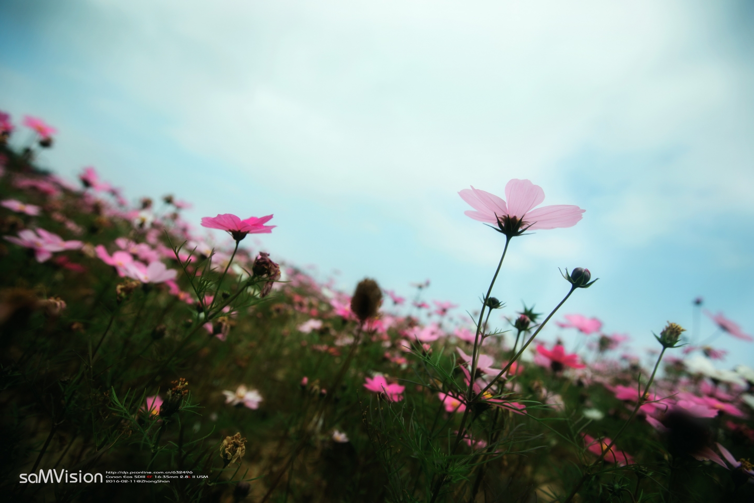 点击大图看下一张：郊外美丽的格桑花