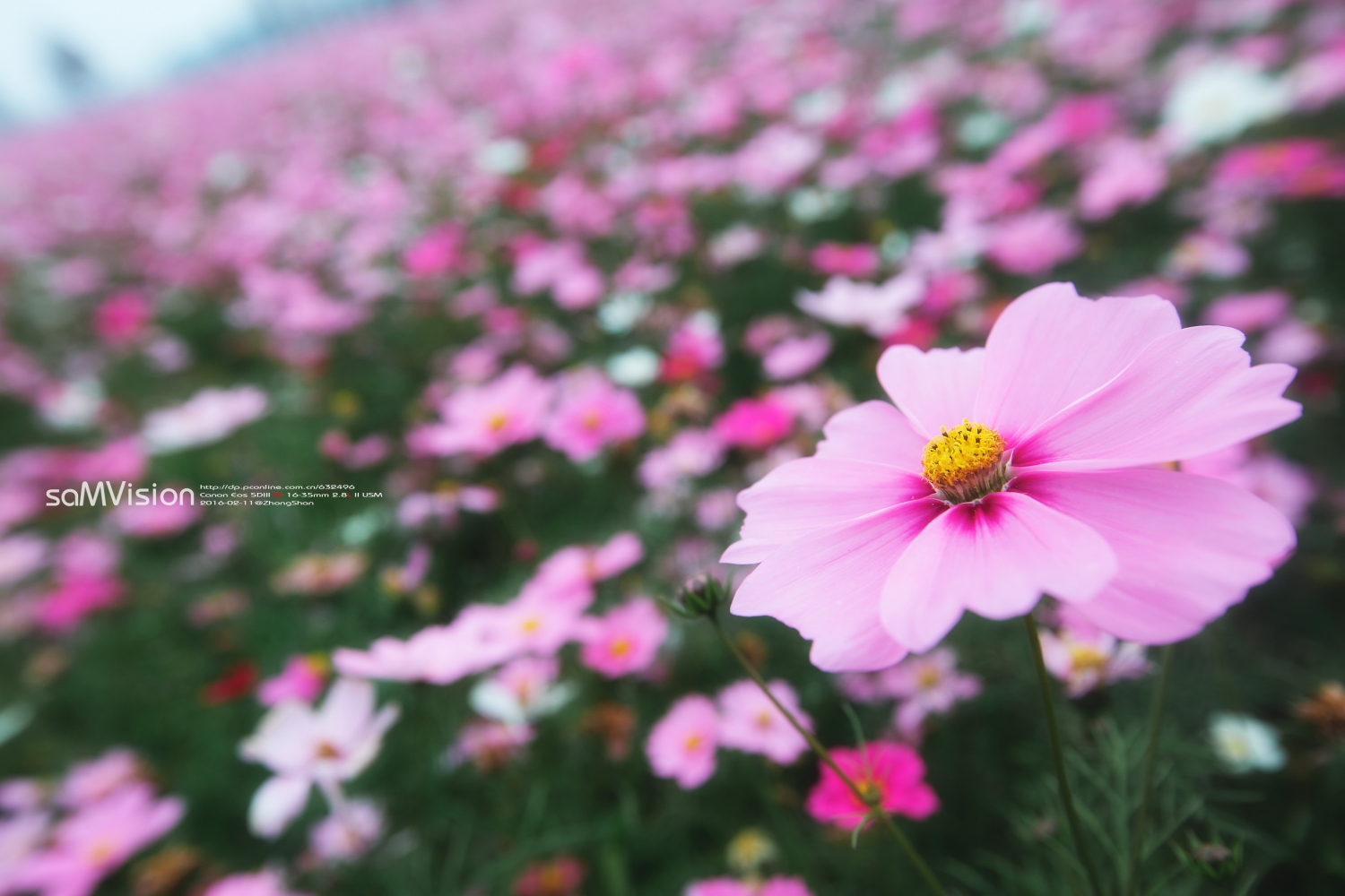 点击大图看下一张：郊外美丽的格桑花